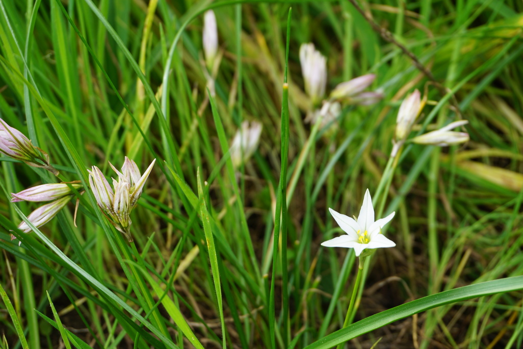 Tristagma gracile