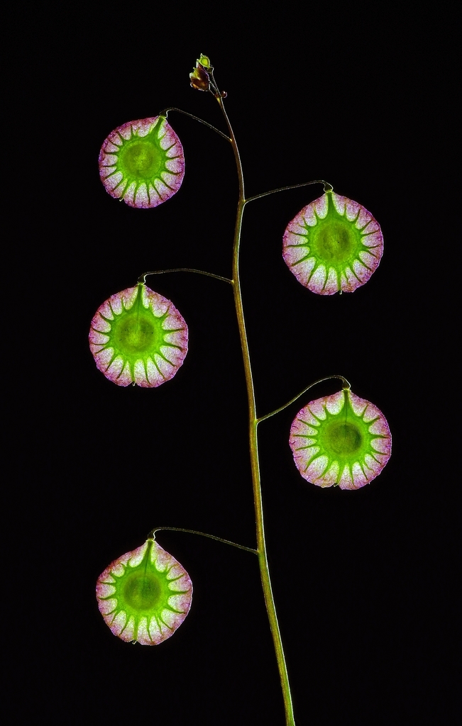 Brassicoideae