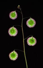 Thysanocarpus radians