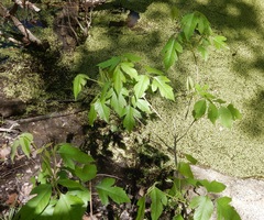 Toxicodendron radicans verrucosum