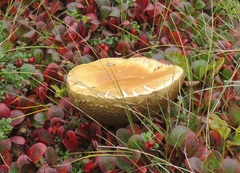 Suillus plorans