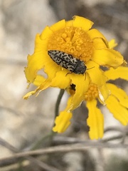 Acmaeodera neglecta neoneglecta