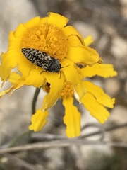 Acmaeodera neglecta neoneglecta
