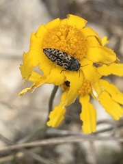 Acmaeodera neglecta neoneglecta