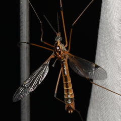 Hesperotipula