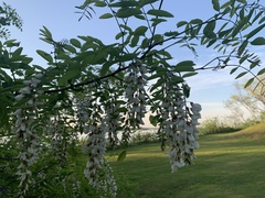 Robinia pseudoacacia