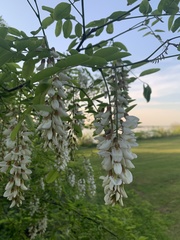 Robinia pseudoacacia