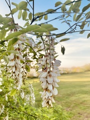 Robinia pseudoacacia