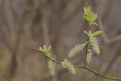 Salix appendiculata