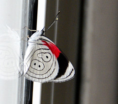 Diaethria neglecta neglecta