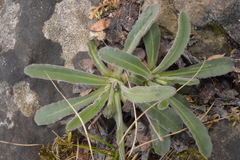 Leontodon tenuiflorus