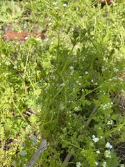 Chaerophyllum tainturieri tainturieri