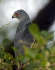 Accipiter badius