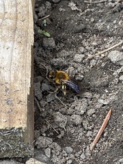 Andrena dunningi