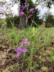 Calopogon oklahomensis