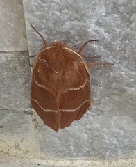 Macrothylacia digramma