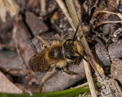 Andrena erythrogaster