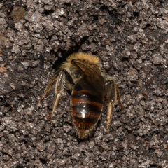 Andrena erythrogaster