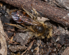 Andrena erythrogaster