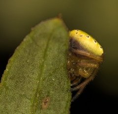 Araneus viridiventris