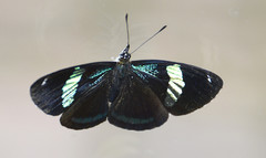 Diaethria neglecta neglecta