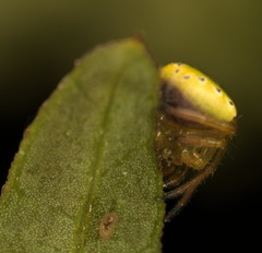 Araneus viridiventris