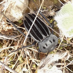 Alphasida holosericea