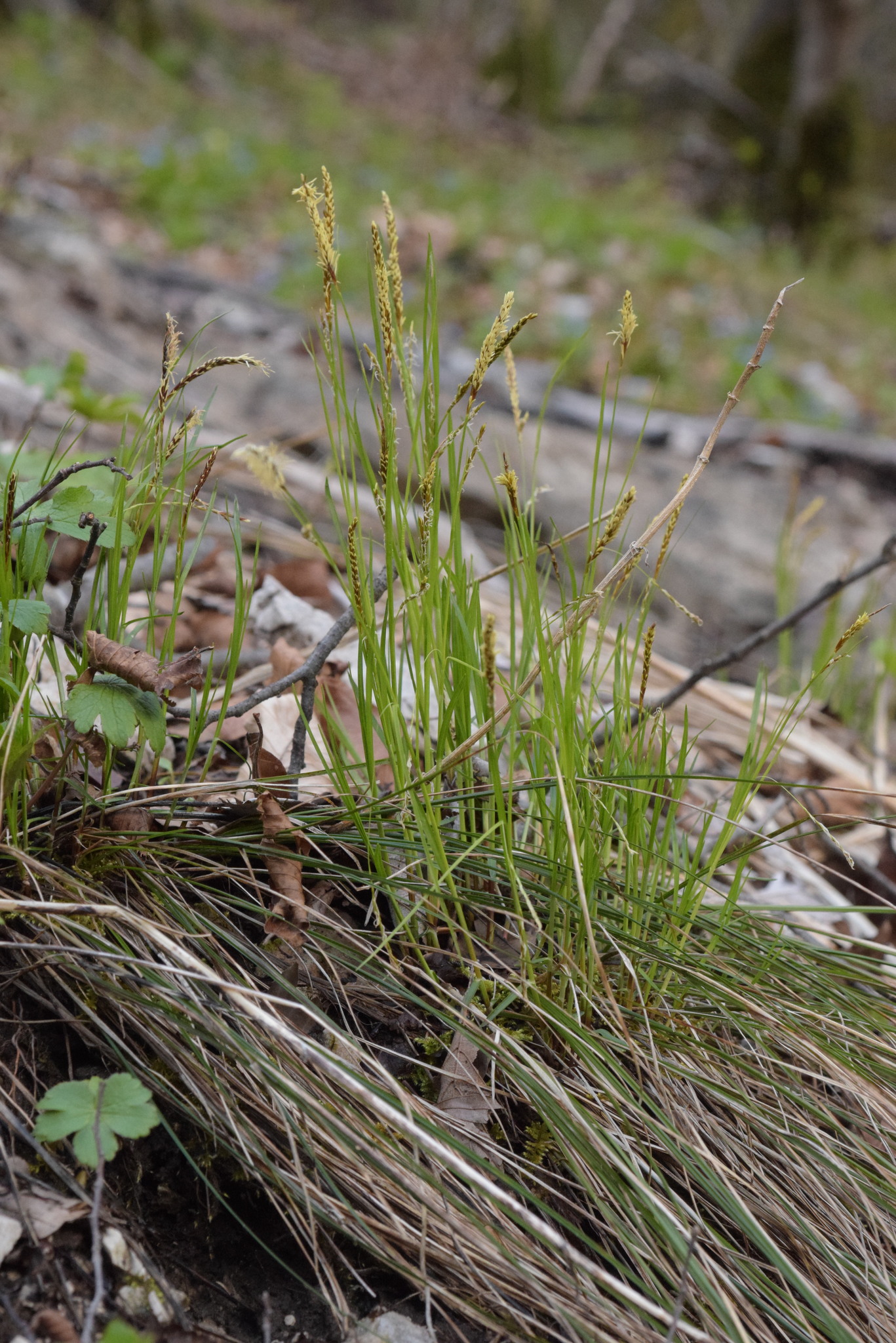 Carex austroalpina