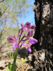 Anacamptis morio