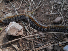 Thaumetopoea pityocampa