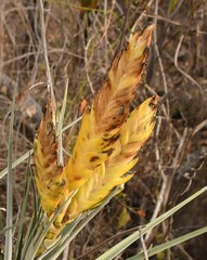 Tillandsia grossispicata