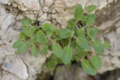 Campanula elatinoides