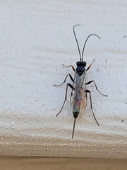 Campopleginae