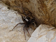 Alopecosa albofasciata