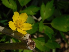Ranunculus hispidus nitidus