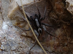 Alopecosa albofasciata