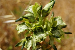 Chloraea