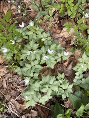 Anemonoides quinquefolia