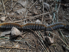 Thaumetopoea pityocampa