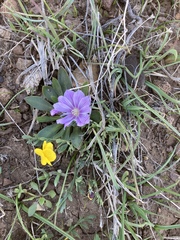 Lewisia brachycalyx
