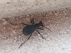 Leptoderis
