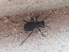 Leptoderis