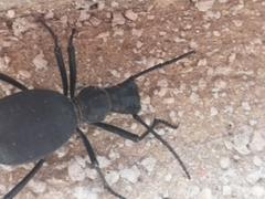 Leptoderis