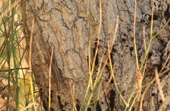 Sceloporus edbelli