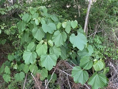 Vernicia fordii