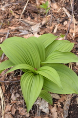 Veratrum nigrum