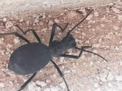 Leptoderis