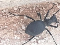 Leptoderis