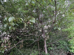 Vernicia fordii