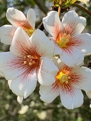 Vernicia fordii